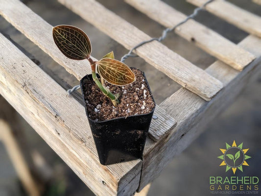 Macodes Lowii Jewel Orchid