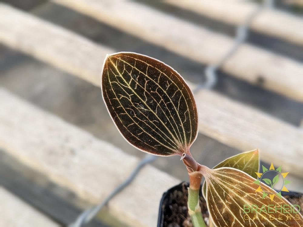 Macodes Lowii Jewel Orchid