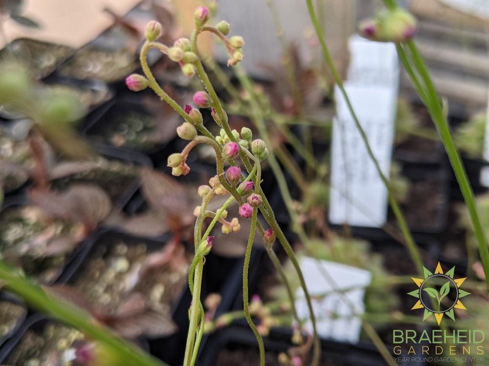 Sundew - Drosera Spathulata
