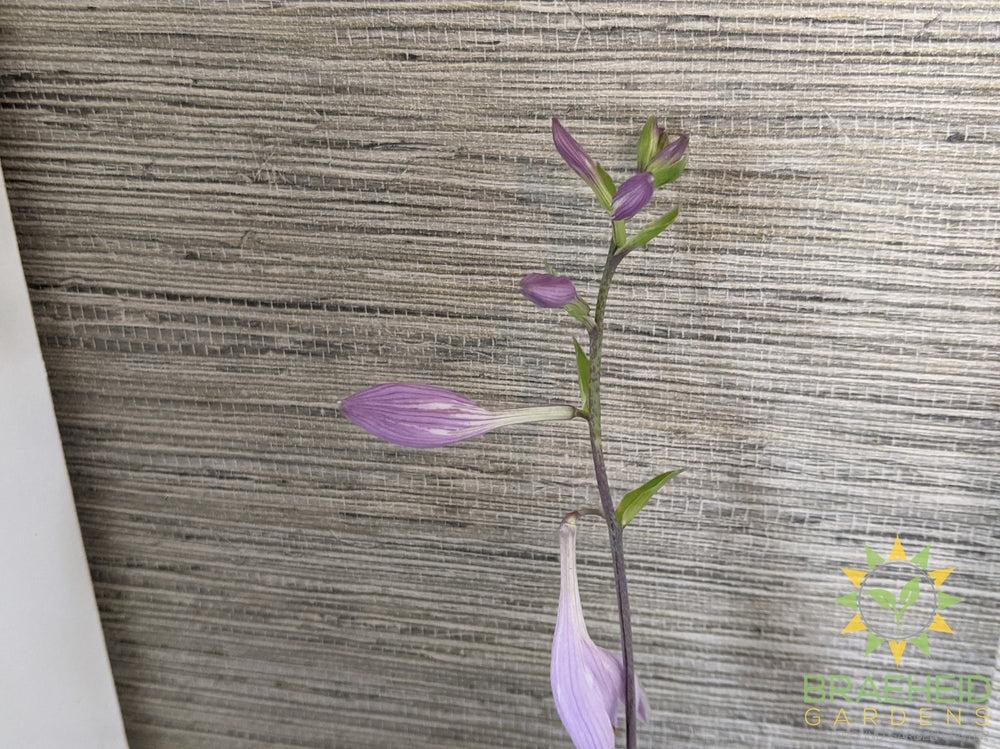 Hosta 'Curly Fries' -NO SHIP -