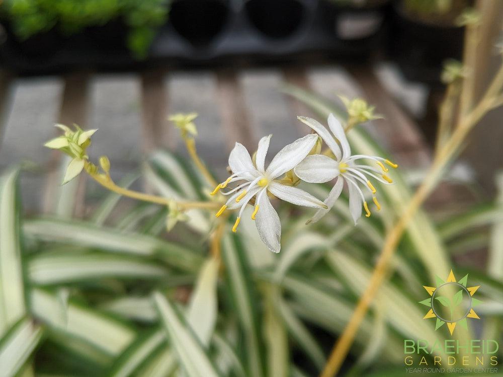 Hawaiian Spider Plant
