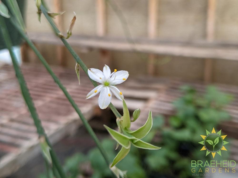 Spider Plant Reverse Hanging Basket