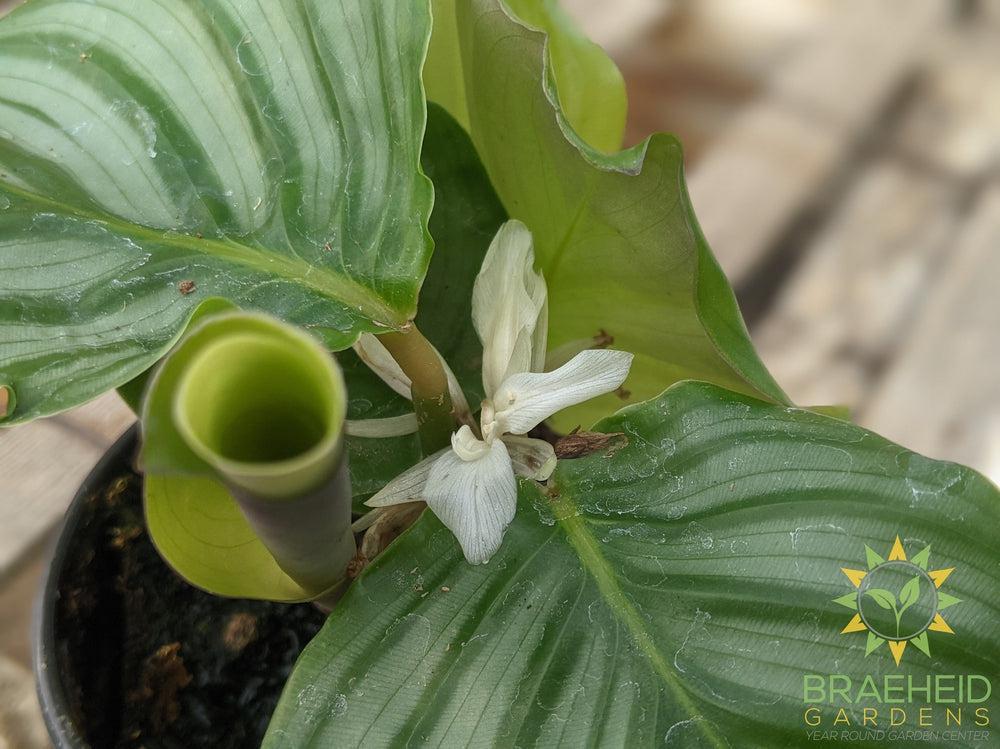 Calathea Orbifolia LIMITED