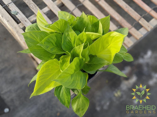 Large Homalomena Sunshine Gem - NO SHIP