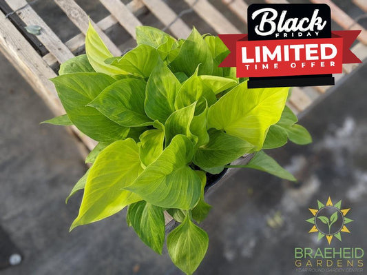 Large Homalomena Sunshine Gem - NO SHIP