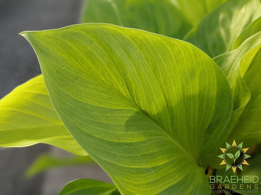 Large Homalomena Sunshine Gem - NO SHIP