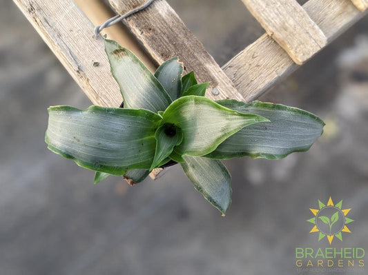 Murdannia Loriformis Bright Star