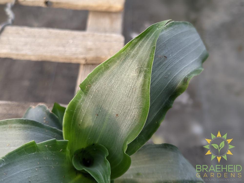 Murdannia Loriformis Bright Star