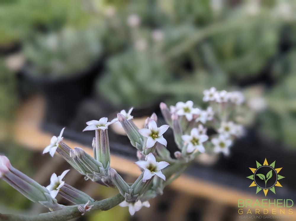 Key lime pie succulent plant flower