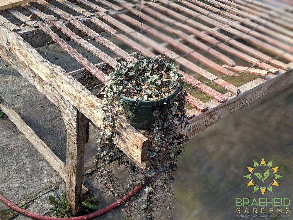 String of Hearts Hanging Basket