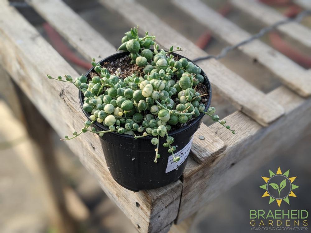 Variegated String of Pearls