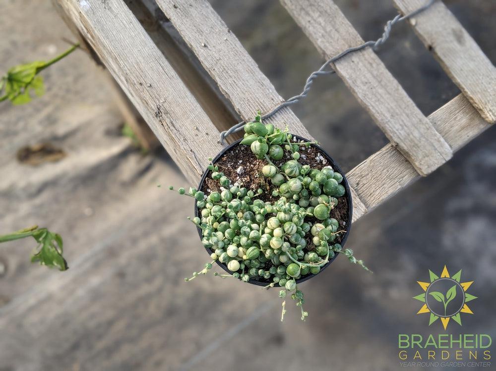 Variegated String of Pearls