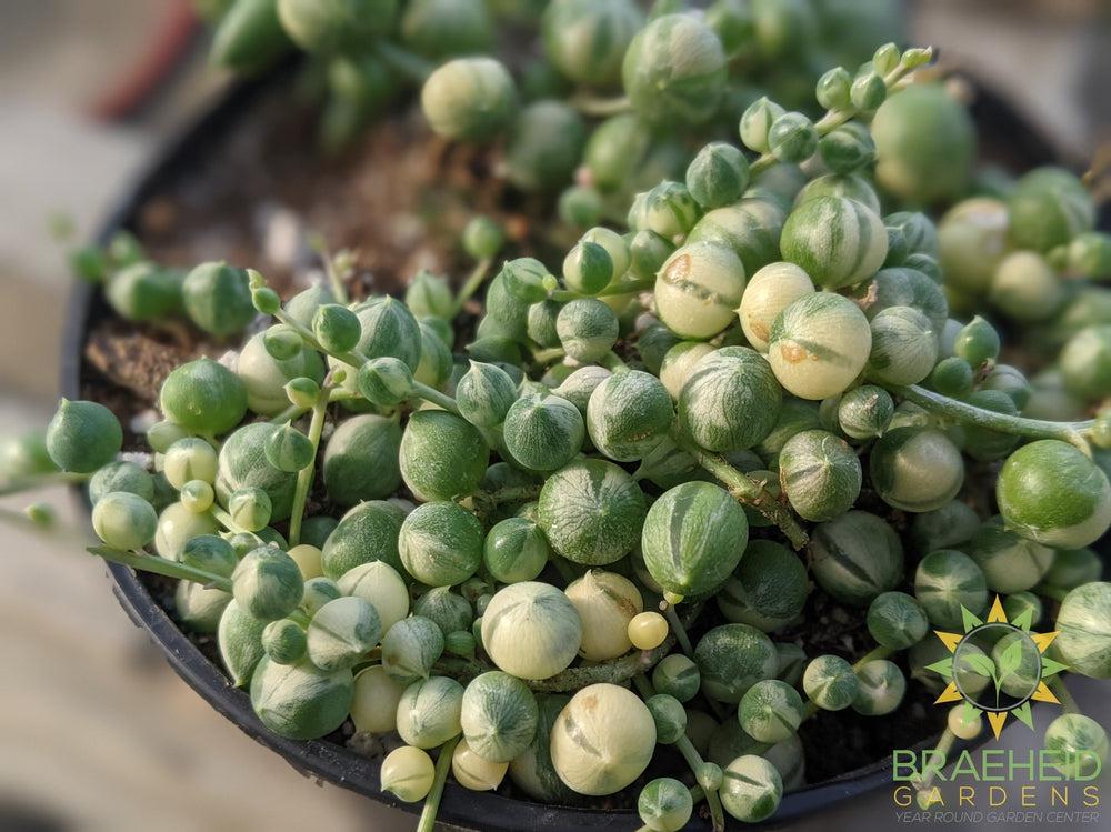 Variegated String of Pearls