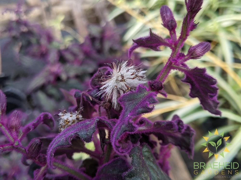 Purple passion houseplant seed