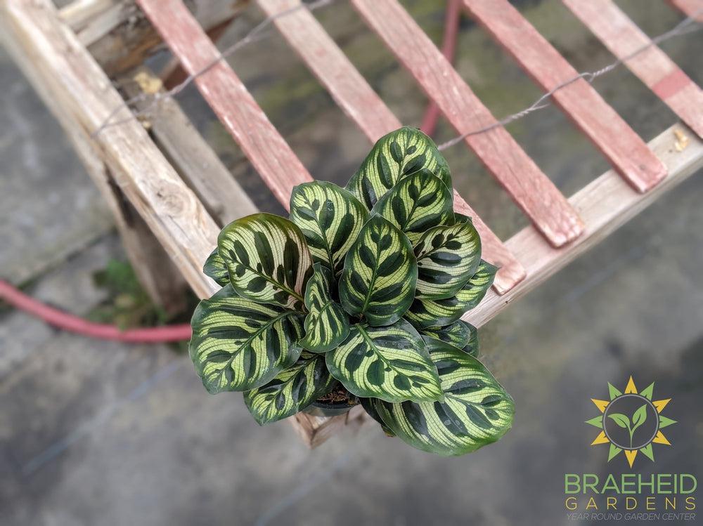 Calathea Makoyana