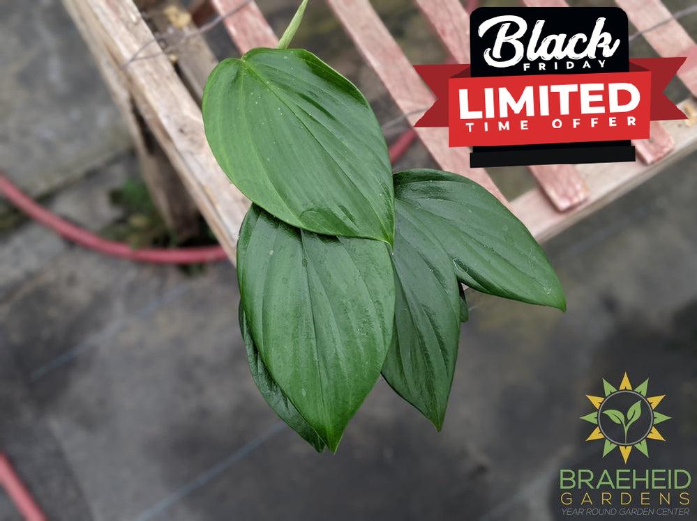 Raphidophora Decursive