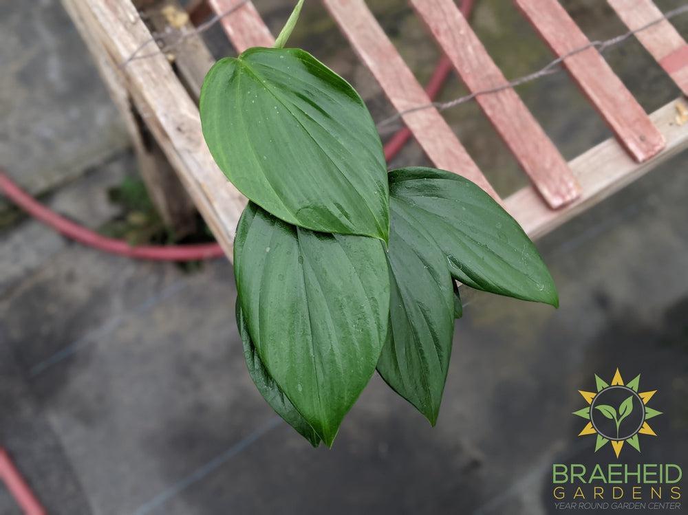 Raphidophora Decursive