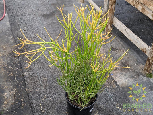 Large Firestick - NO SHIP -