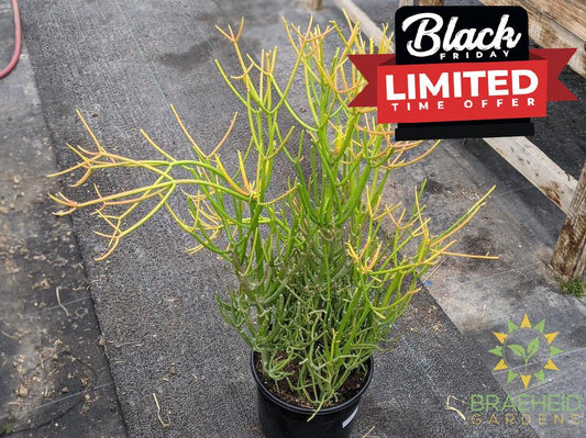 Large Firestick - NO SHIP -