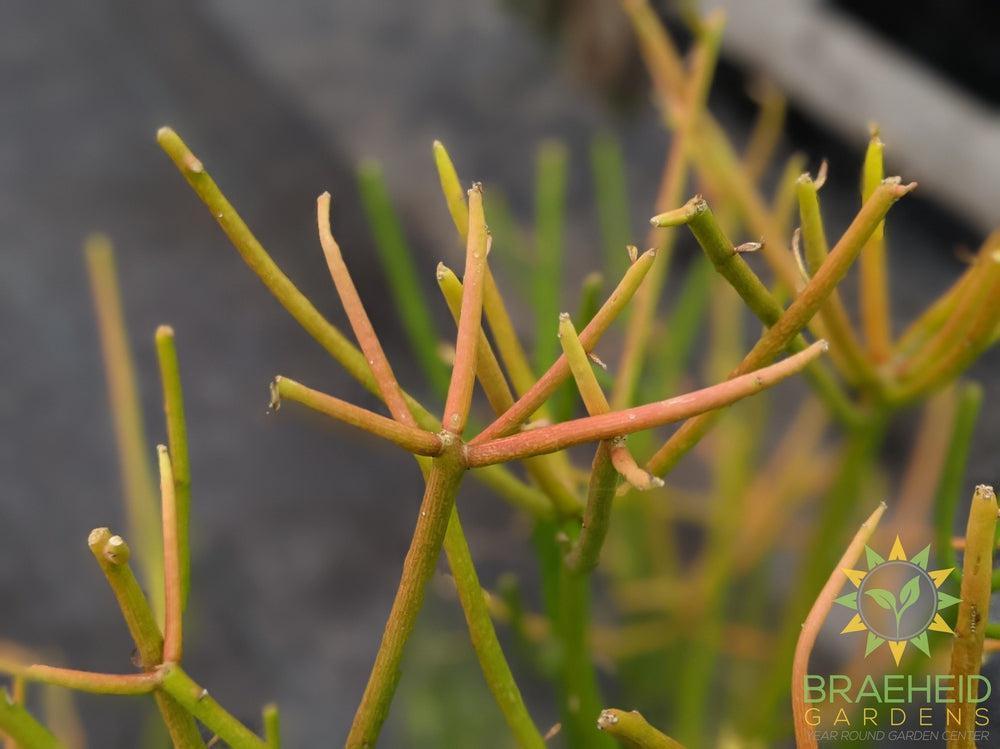 Large Firestick - NO SHIP -