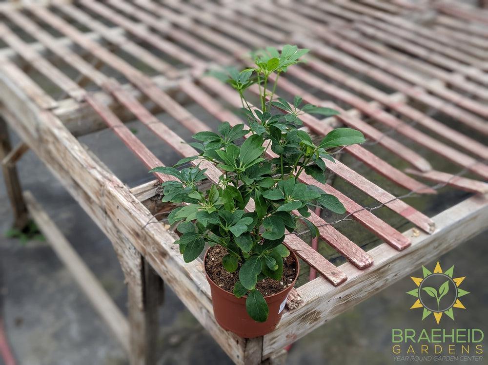 Umbrella Tree - Arboricola Green