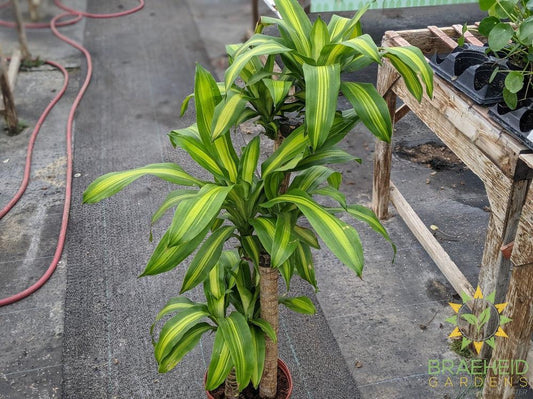 Large Dracaena Corn Plant - NO SHIP