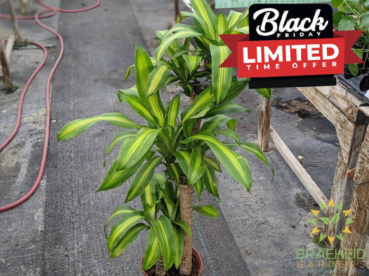 Large Dracaena Corn Plant - NO SHIP