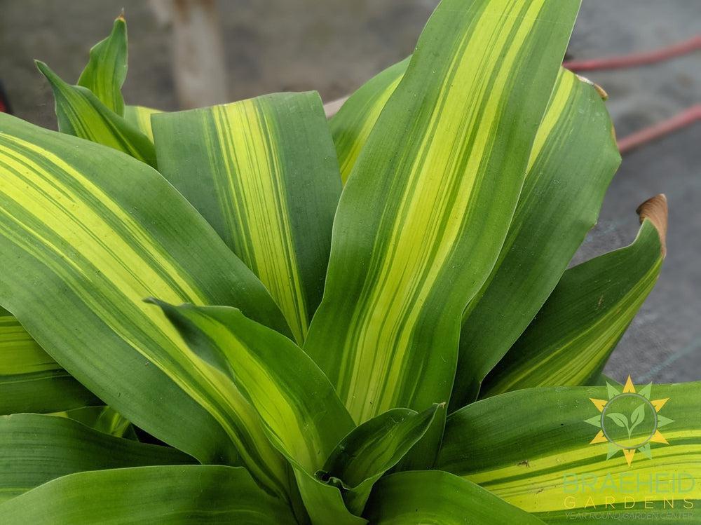 Large Dracaena Corn Plant - NO SHIP