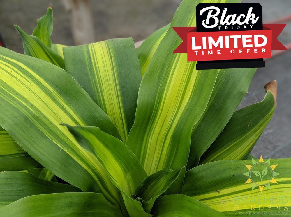 Large Dracaena Corn Plant - NO SHIP