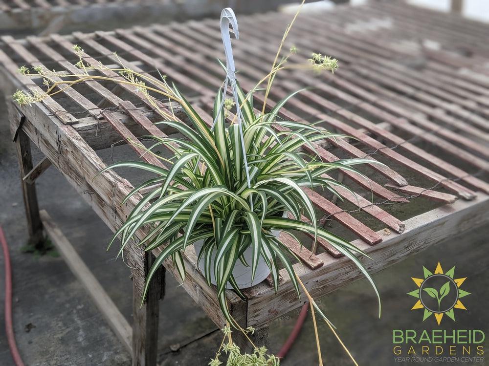 Hawaiian Spider Plant Hanging Basket