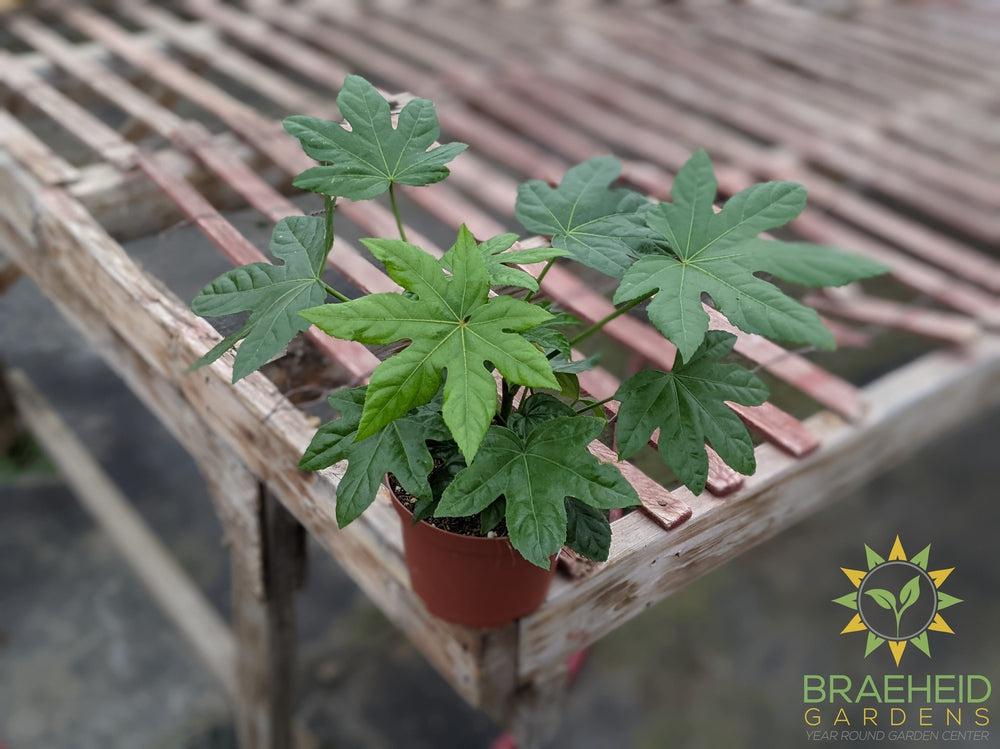 Fatsia Japonica