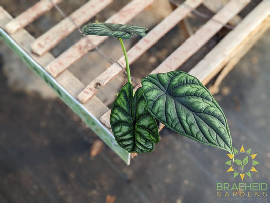 Alocasia Dragon Scale