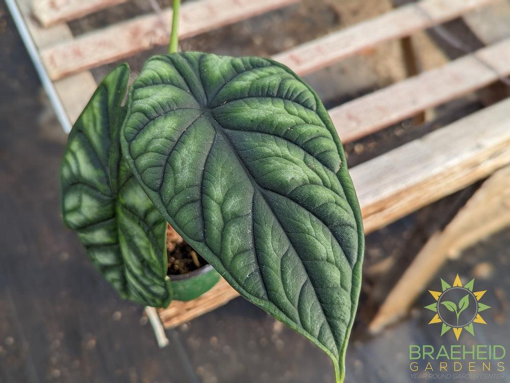 Alocasia Dragon Scale