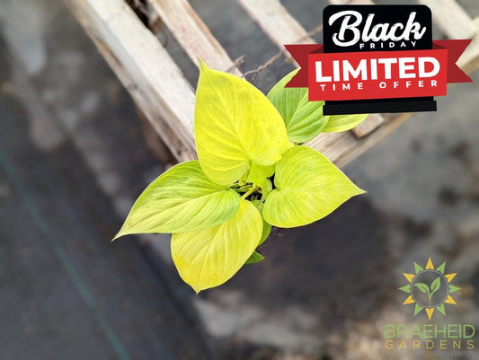 Homalomena Sunshine Gem