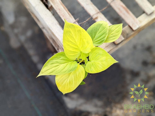 Homalomena Sunshine Gem