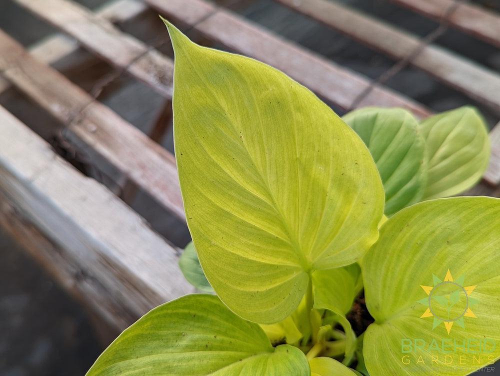 Homalomena Sunshine Gem