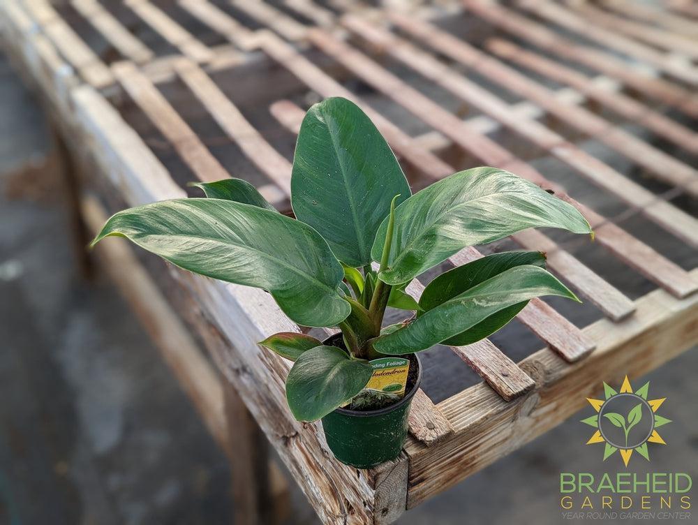 philodendron imperial green mature Imperial Green Philodendron – Braeheid Gardens Ltd