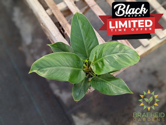 Imperial Green Philodendron