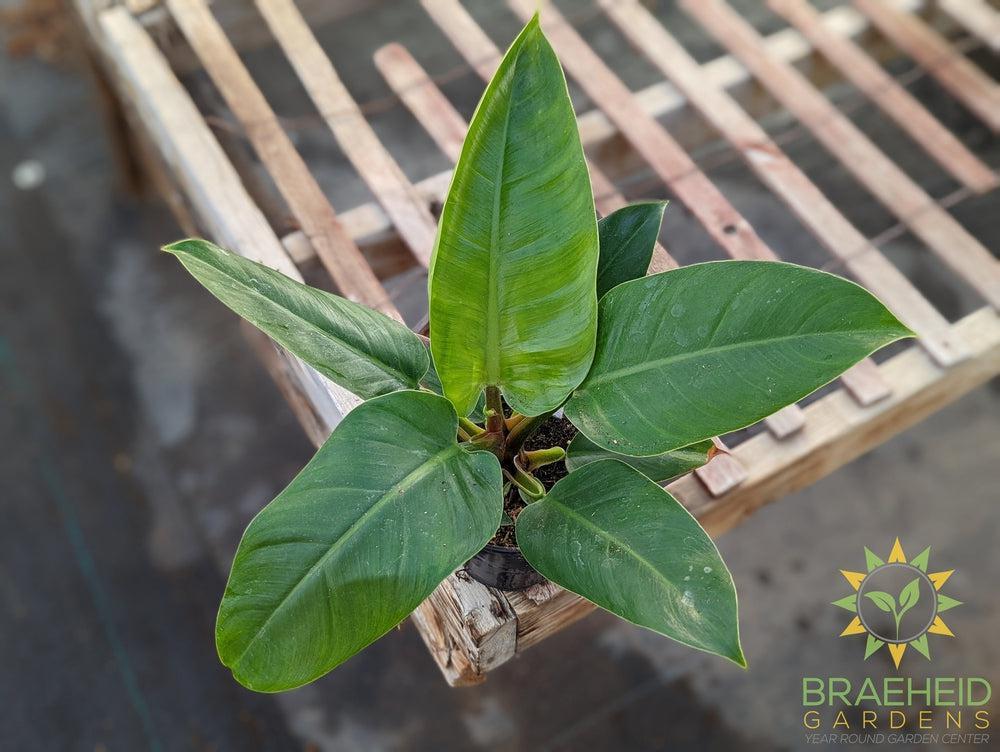 Imperial Green Philodendron