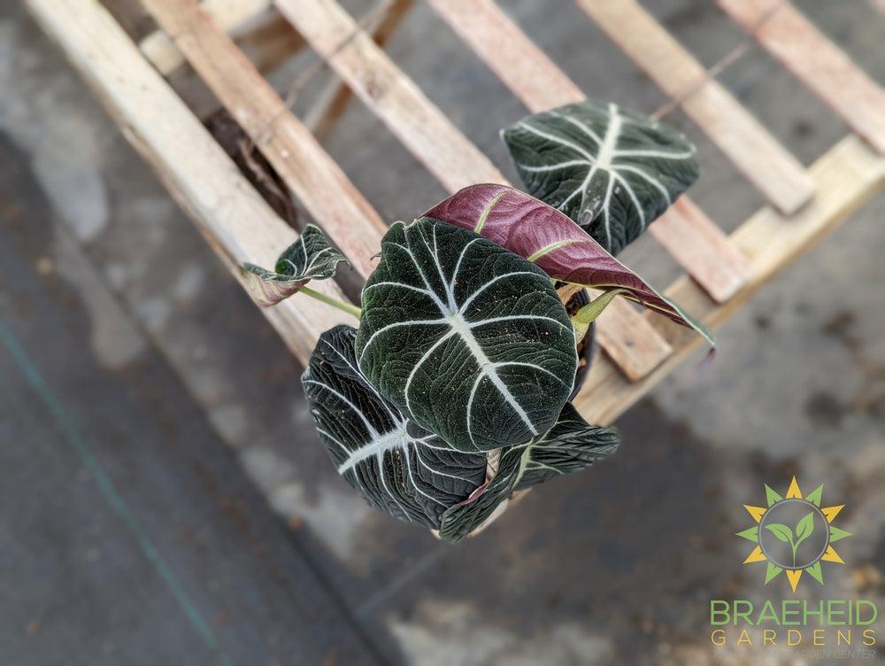 Alocasia 'Black Velvet'