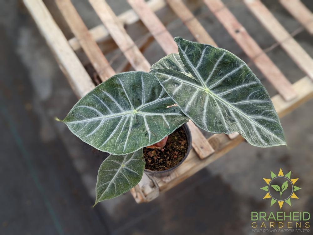 Alocasia Baginda Pink Dragon