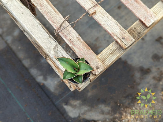 Dwarf Samurai Sansevieria