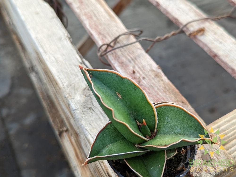 Dwarf Samurai Sansevieria