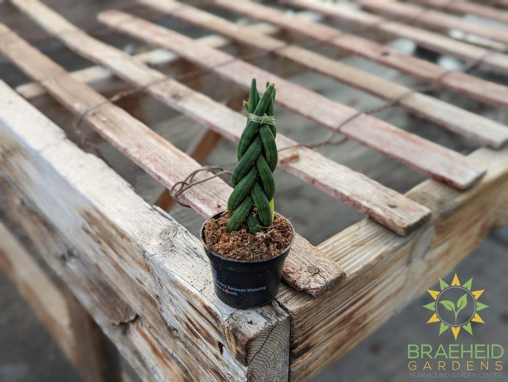 braided succulent Braided Sansevieria Cylindrica – Braeheid Gardens Ltd