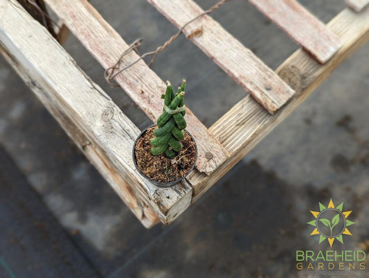 Braided Sansevieria Cylindrica