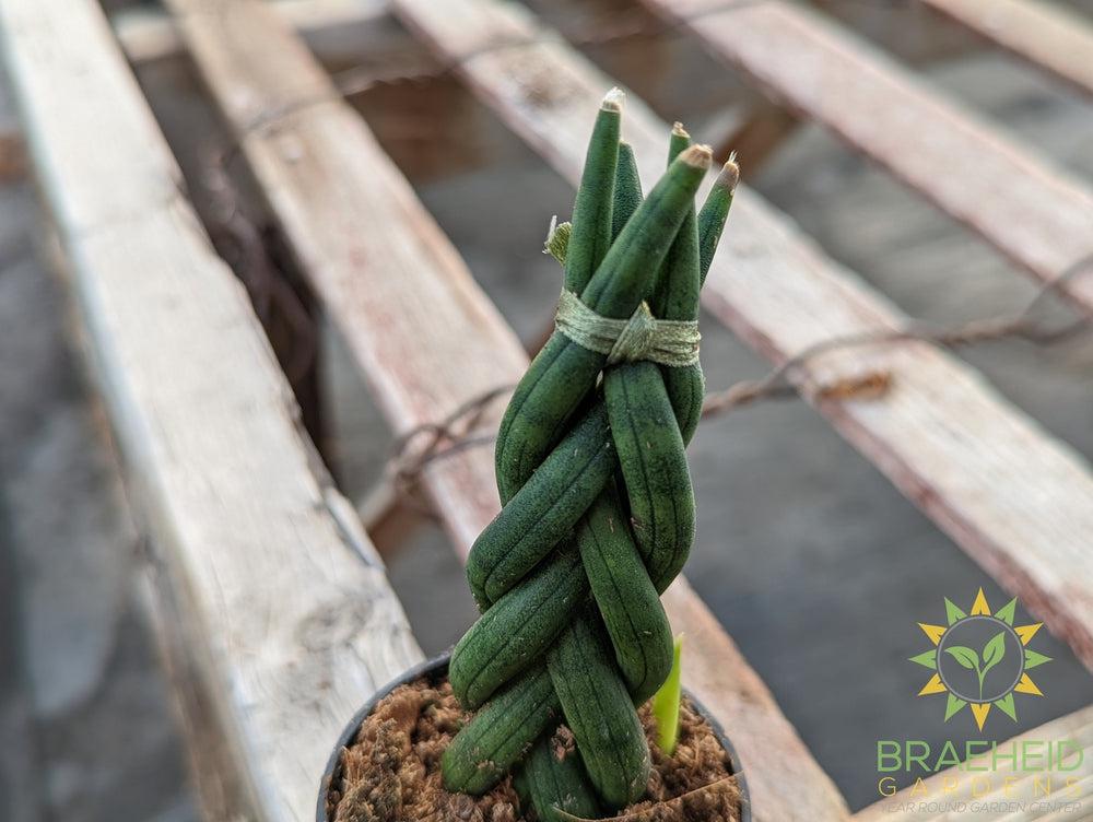 Braided Sansevieria Cylindrica