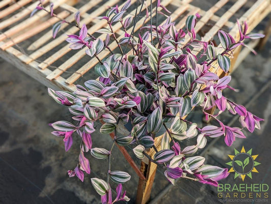 Large Tradescantia Nanouk Hanging Basket - NO SHIP -