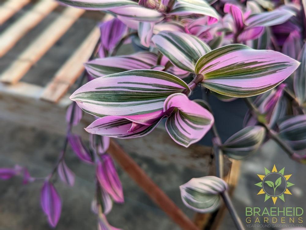 Large Tradescantia Nanouk Hanging Basket - NO SHIP -