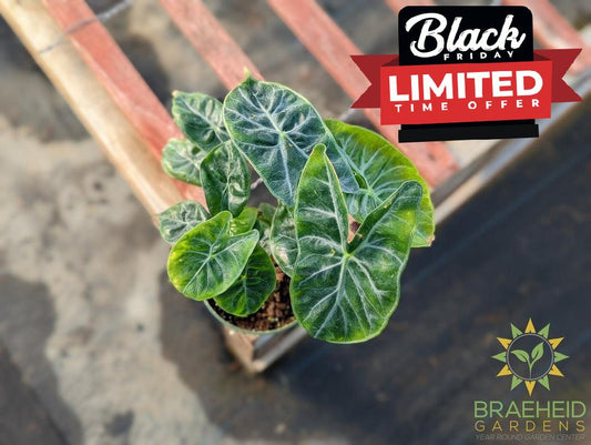 Alocasia Ivory Coast Pink Dragon