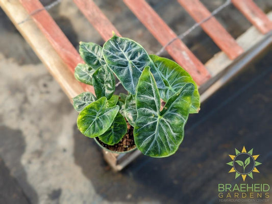 Alocasia Ivory Coast Pink Dragon